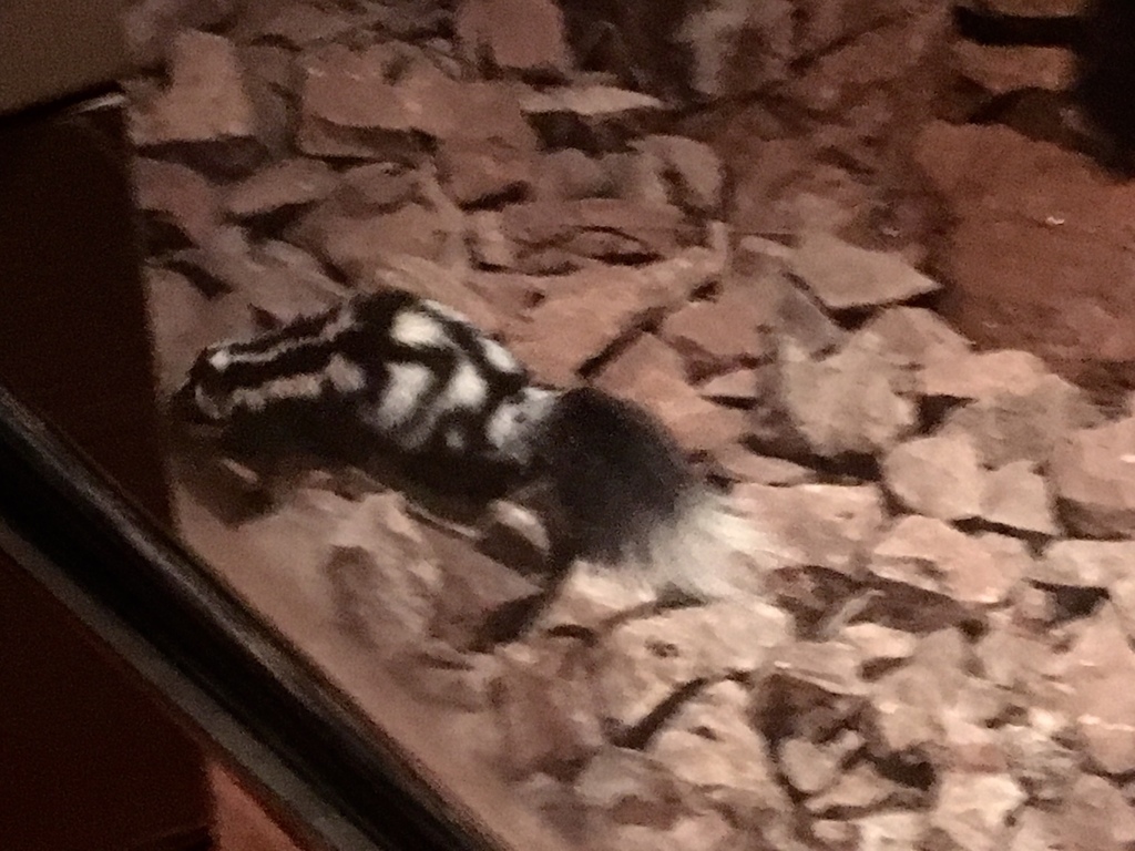 Western Spotted Skunk