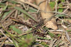 Phanogomphus minutus