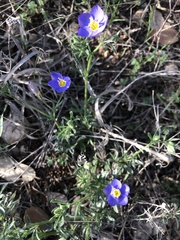 Giliastrum rigidulum