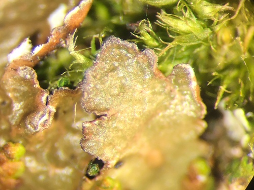 Melanelixia albertana image