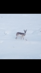 Antilocapra americana