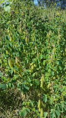 Crotalaria incana
