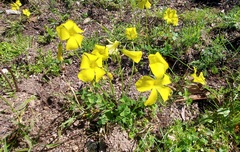 Oxalis pes-caprae