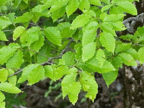 beeches (Genus Fagus)  iNaturalist
