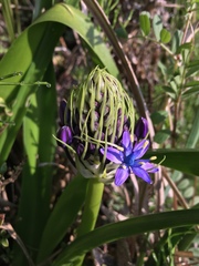 Scilla peruviana
