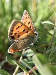 Lycaena phlaeas daimio