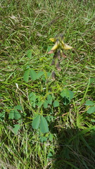 Crotalaria incana