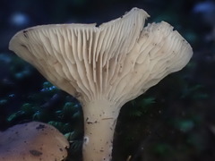 Clitopilus pseudopiperitus