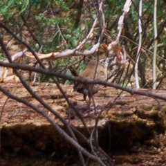 Troglodytes hiemalis