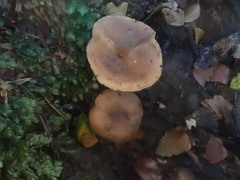 Clitopilus pseudopiperitus