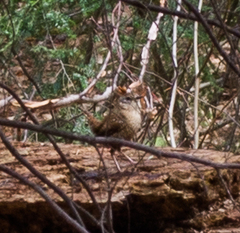 Troglodytes hiemalis