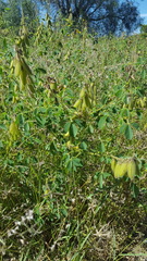 Crotalaria incana