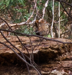 Troglodytes hiemalis