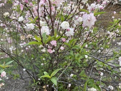 Prunus glandulosa