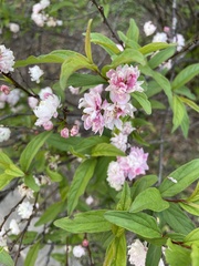 Prunus glandulosa