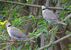 Streptopelia decipiens