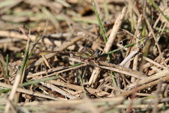 Phanogomphus minutus