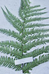 Dicksonia fibrosa