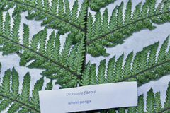 Dicksonia fibrosa