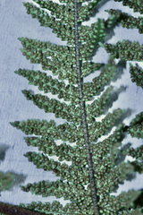 Dicksonia fibrosa