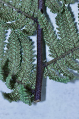 Dicksonia fibrosa