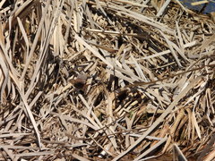 Troglodytes hiemalis