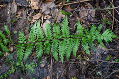 Dryopteris clintoniana