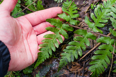 Dryopteris clintoniana