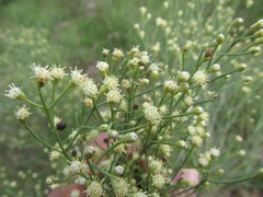 Baccharis notosergila