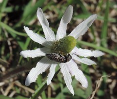 Acmaeodera neglecta neoneglecta