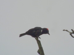 Heterospingus xanthopygius
