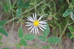 Asteraceae