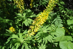Ligularia przewalskii