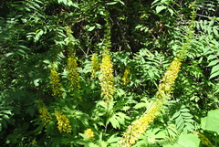 Ligularia przewalskii