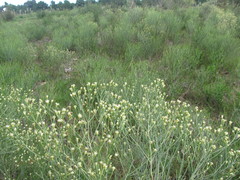 Baccharis notosergila