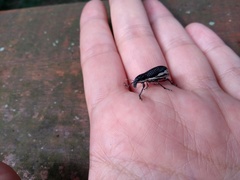 Alocorhinus curtisii