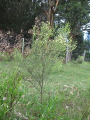 Baccharis notosergila