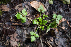 Ranunculus hispidus caricetorum