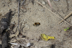 Dasymutilla arachnoides