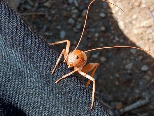 California Camel Cricket photo 3