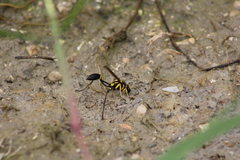 Sceliphron fistularium