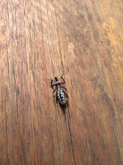 Alocorhinus curtisii