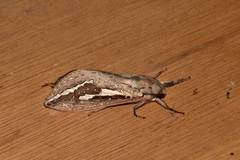 Abantiades mcquillani