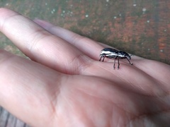 Alocorhinus curtisii