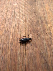 Alocorhinus curtisii