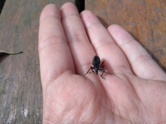 Alocorhinus curtisii