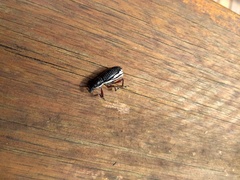 Alocorhinus curtisii