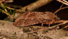 Oxycanus sphragidias