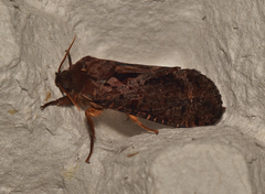 Oxycanus sphragidias