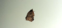 Amorbia curitiba